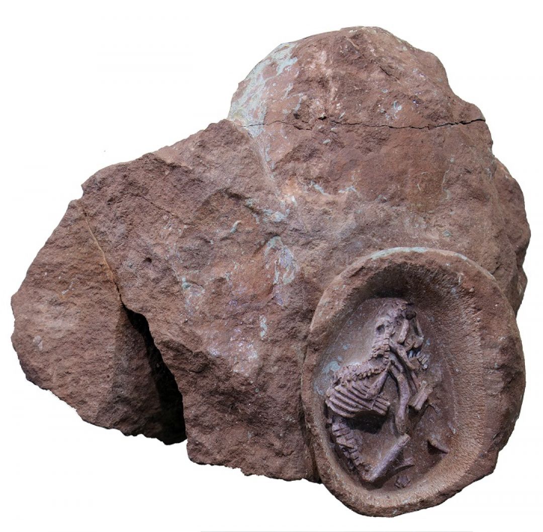 Ilmuwan China Susun Embrio Kadal Hadrosaurus-Image-2