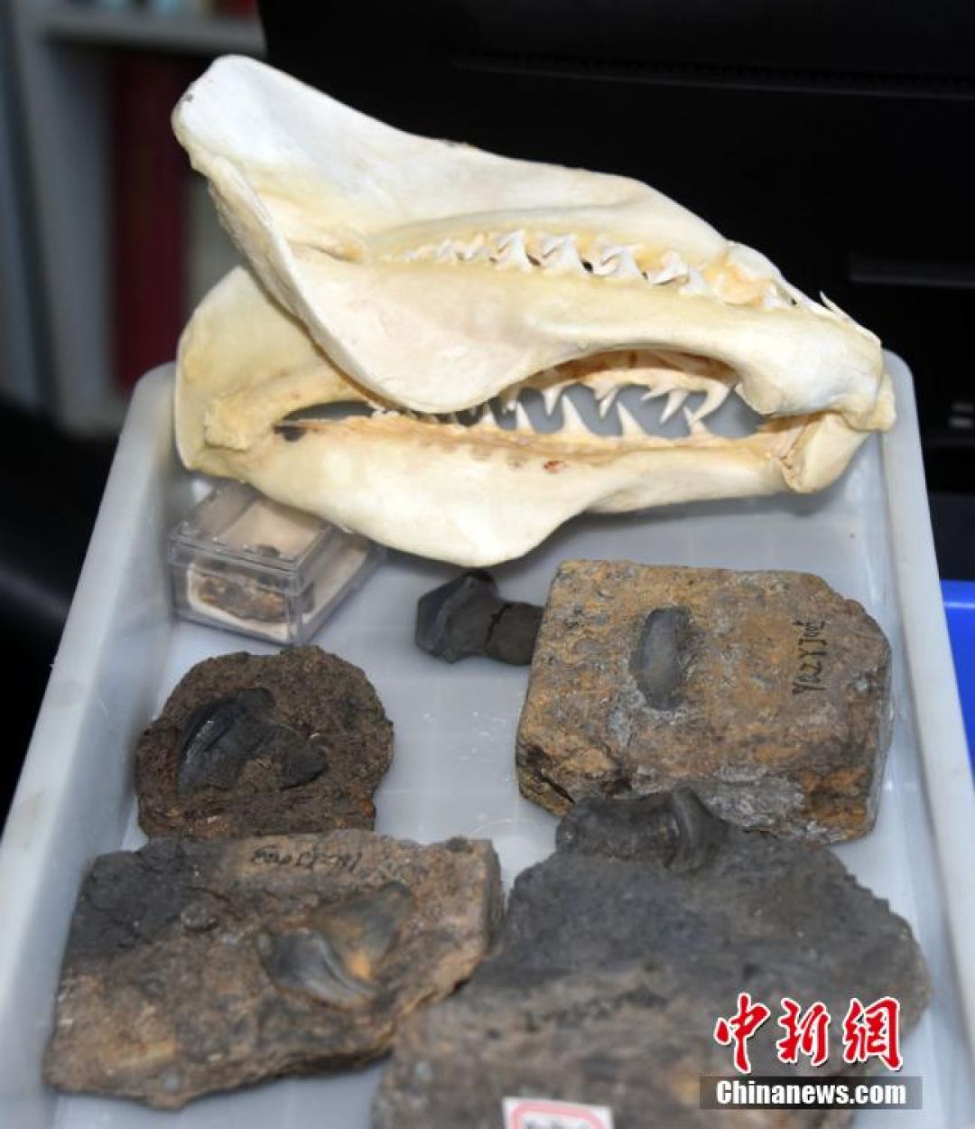 Fosil Ikan 290 Juta Tahun Lalu Ditemukan di Shanxi-Image-2