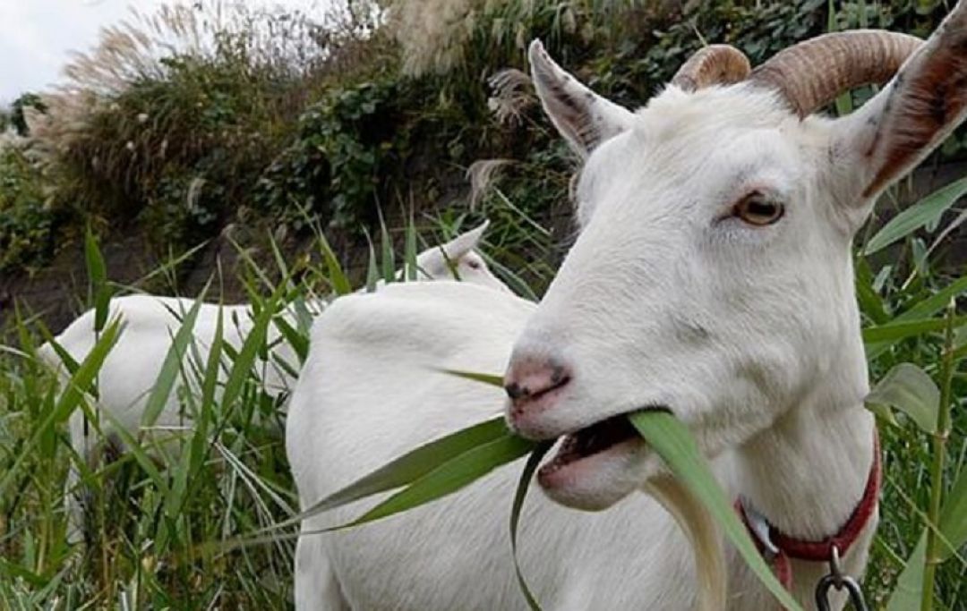 Shio 17 Juni 2022: Kambing Maju Pesat-Image-1