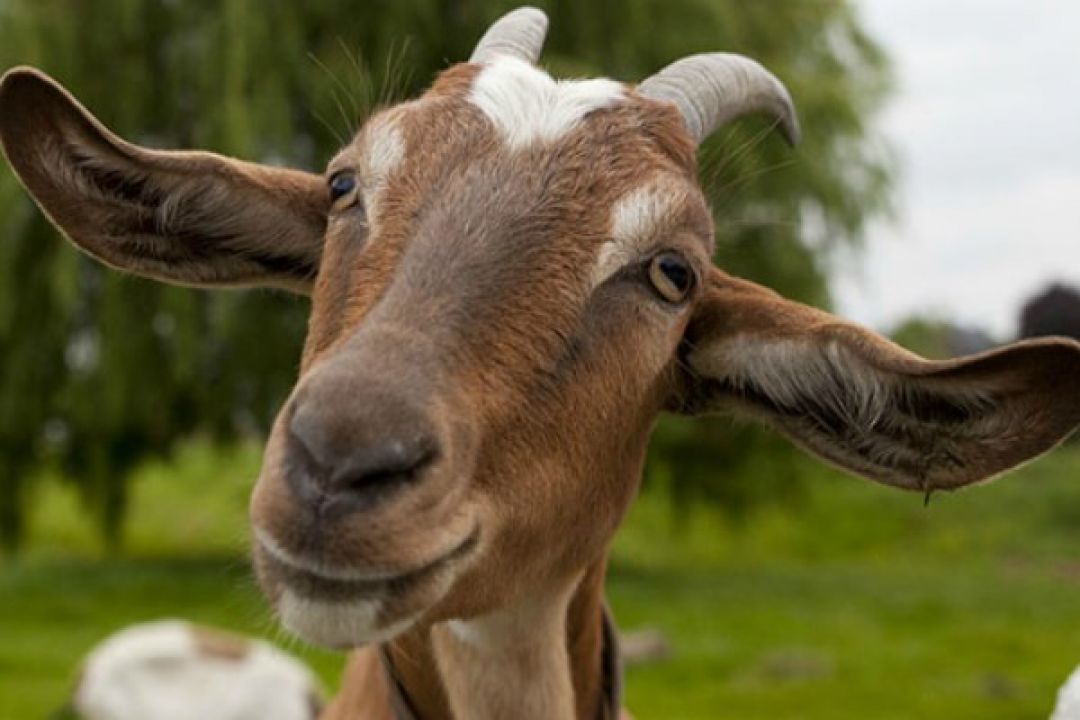 Shio 9 Juli: Kambing Sedang Mujur-Image-1