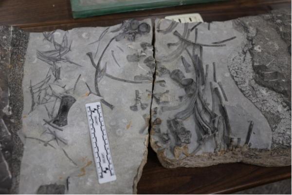 China Temukan Fosil Ikan Purba Periode Jurassic-Image-3