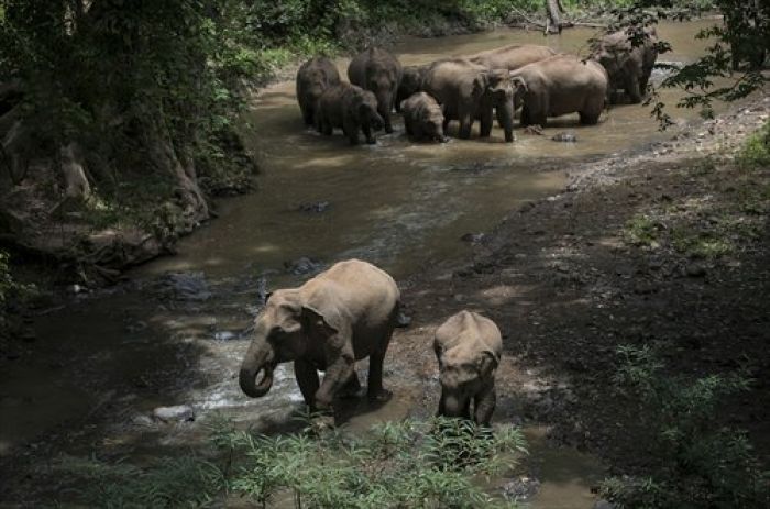 Warga Diserang Gajah Liar, Picu Diskusi Cara Atasi Konflik Manusia-Gajah-Image-1