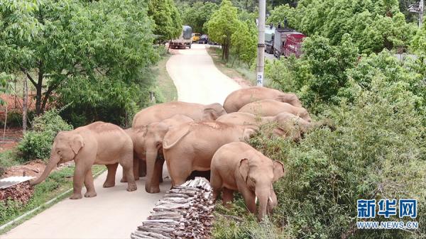 Lagi, Gajah Asia di China Bermigrasi, Kali Ini Sepanjang 12,1 KM-Image-4