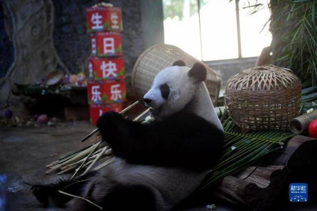 POTRET: Gemas Dua Panda Raksasa Rayakan Ulang Tahunnya di Haikou-Image-8