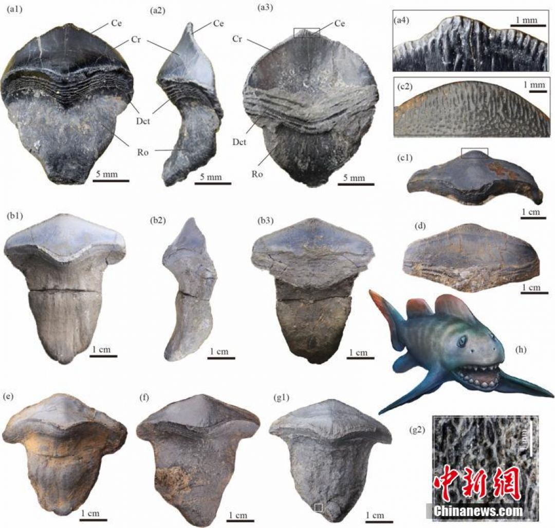 Fosil Ikan 290 Juta Tahun Lalu Ditemukan di Shanxi-Image-3