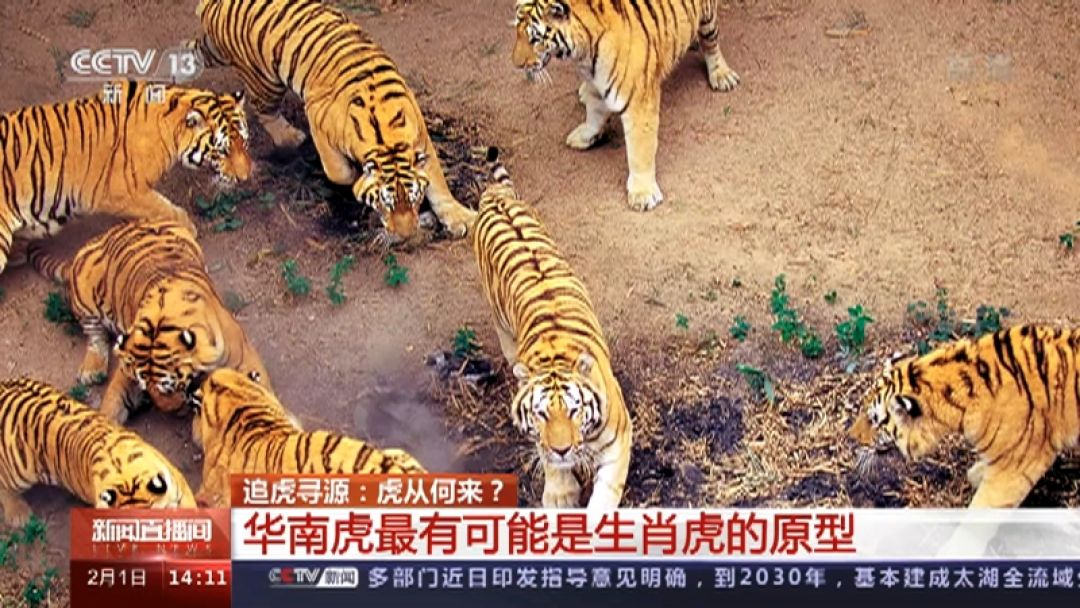 Taman Harimau Siberia Sambut Tahun Harimau dengan Cara Ini...-Image-1