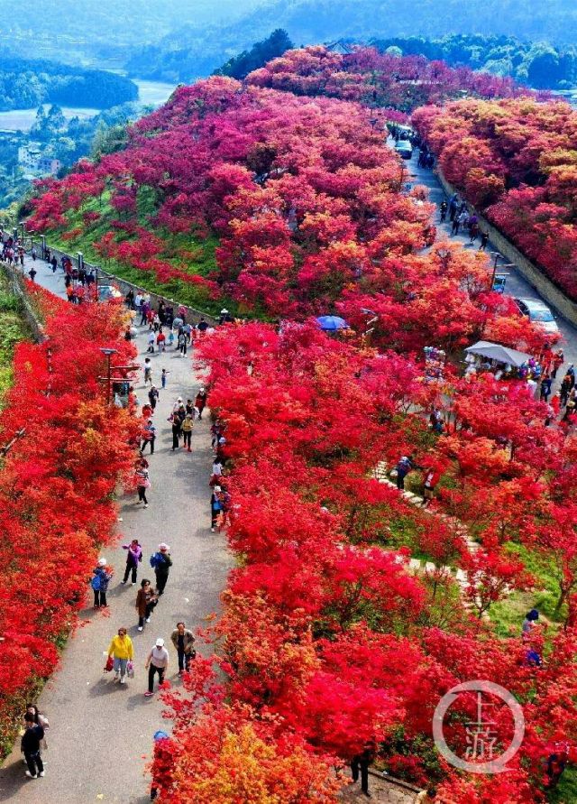 Jalan-jalan Melihat Pohon Maple Merah di Chongqing-Image-3