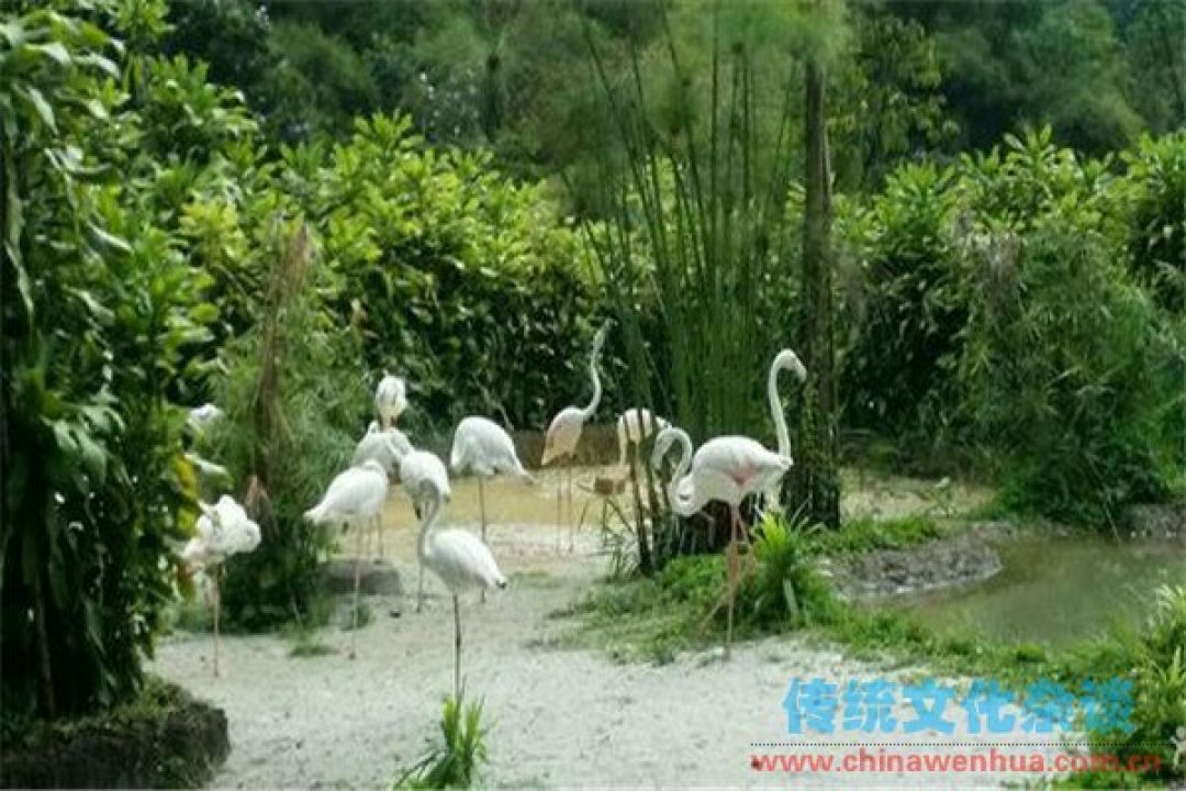 Sejarah Kebun Binatang pada China Kuno, Berawal 3000 Tahun Lalu!-Image-1