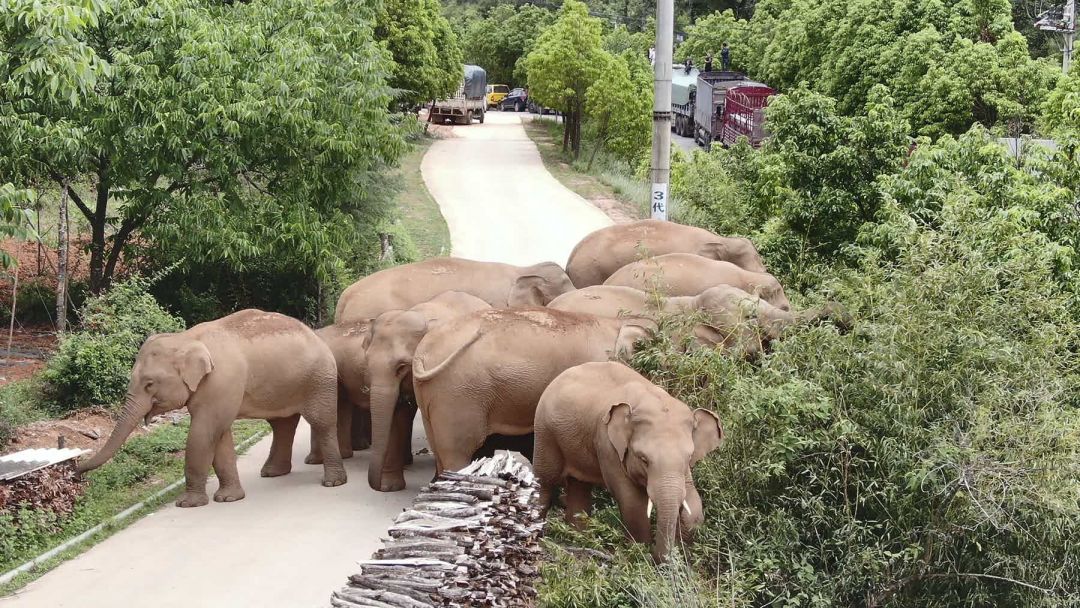 Kawanan Gajah China Berkeliaran di Yunnan-Image-1
