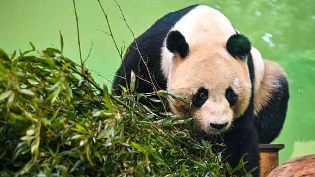 Panda berkembang biak dengan cara