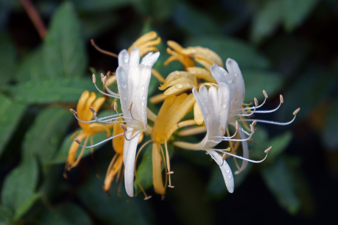 Honeysuckle, Bunga Dua Warna Asal China yang Punya Sejuta Khasiat-Image-1