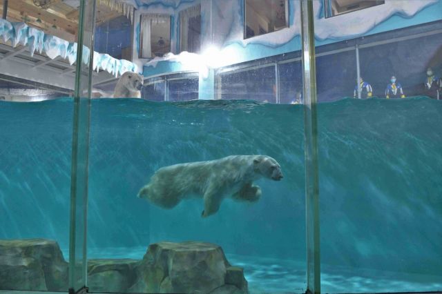 Hotel di Harbin Berikan Pengalaman Menginap dengan Beruang-Image-1