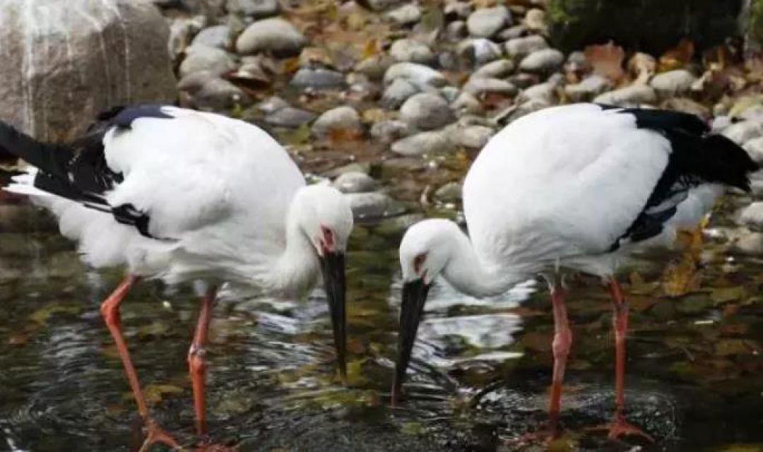 Melihat Berbagai Macam Burung Mancanegara di Taman Burung Nansha-Image-11