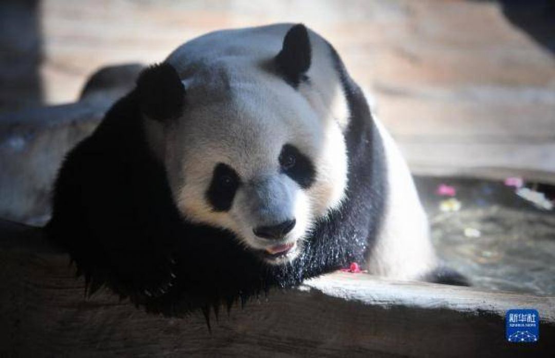 POTRET: Gemas Dua Panda Raksasa Rayakan Ulang Tahunnya di Haikou-Image-3