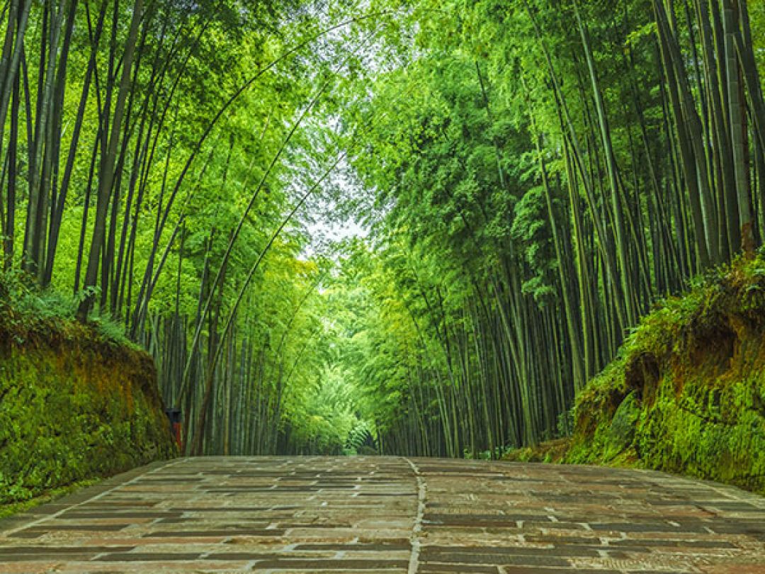 Wow! China Punya Lebih Dari Enam Juta Hektar Hutan Bambu-Image-1