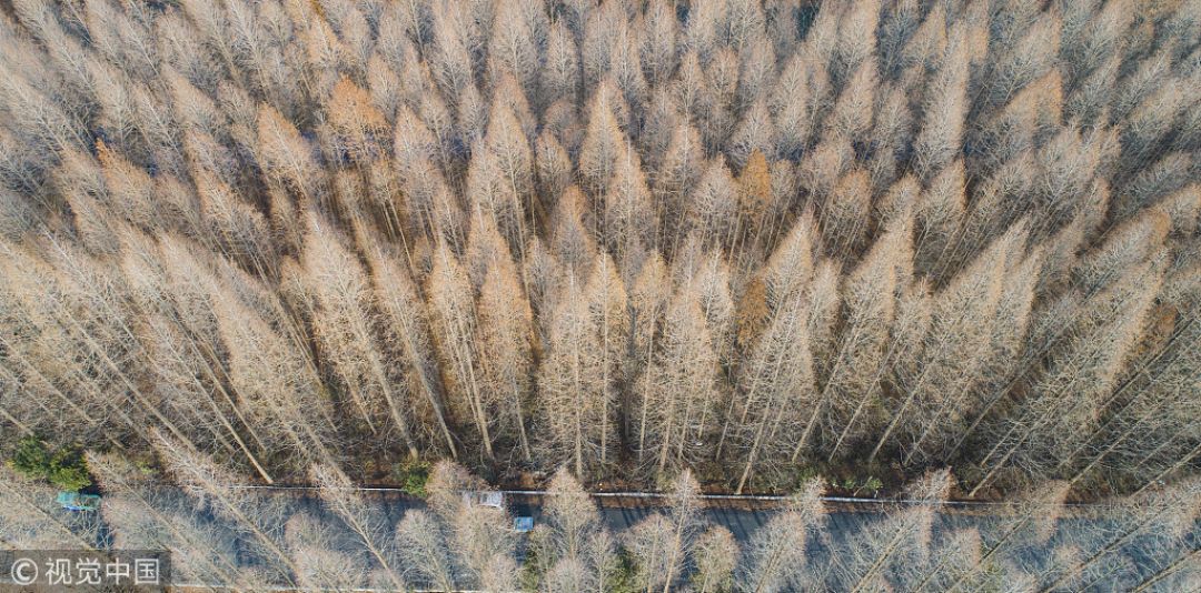 Kenali Pohon-pohon Asli China-Image-2