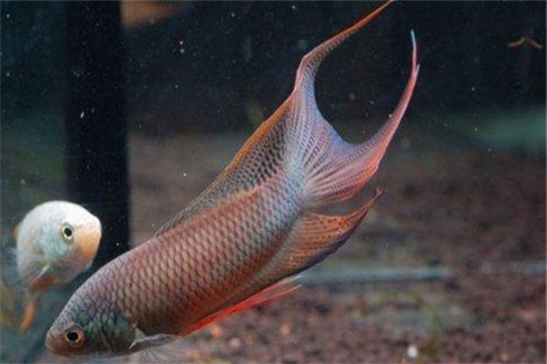 Menurut Feng Shui, 6 Ikan Ini Baik Dipelihara-Image-4