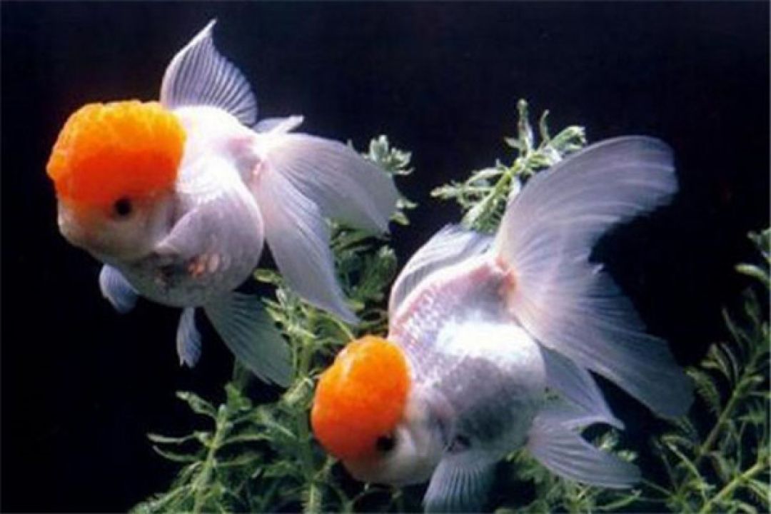 Menurut Feng Shui, 6 Ikan Ini Baik Dipelihara-Image-7