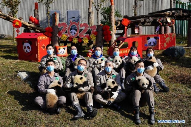 Debut Anak
Panda Tandai Mulainya Musim Semi-Image-2