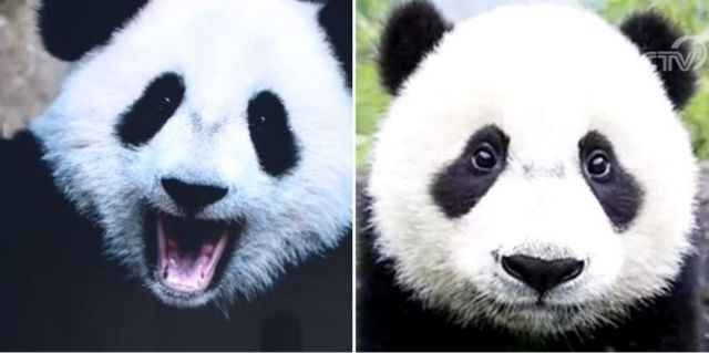Ternyata Panda Raksasa Bisa Dibedakan, Begini Caranya-Image-1