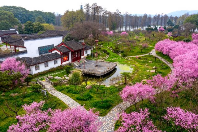 Menariknya Bunga Plum Saat Musim Semi di Wuhan-Image-1