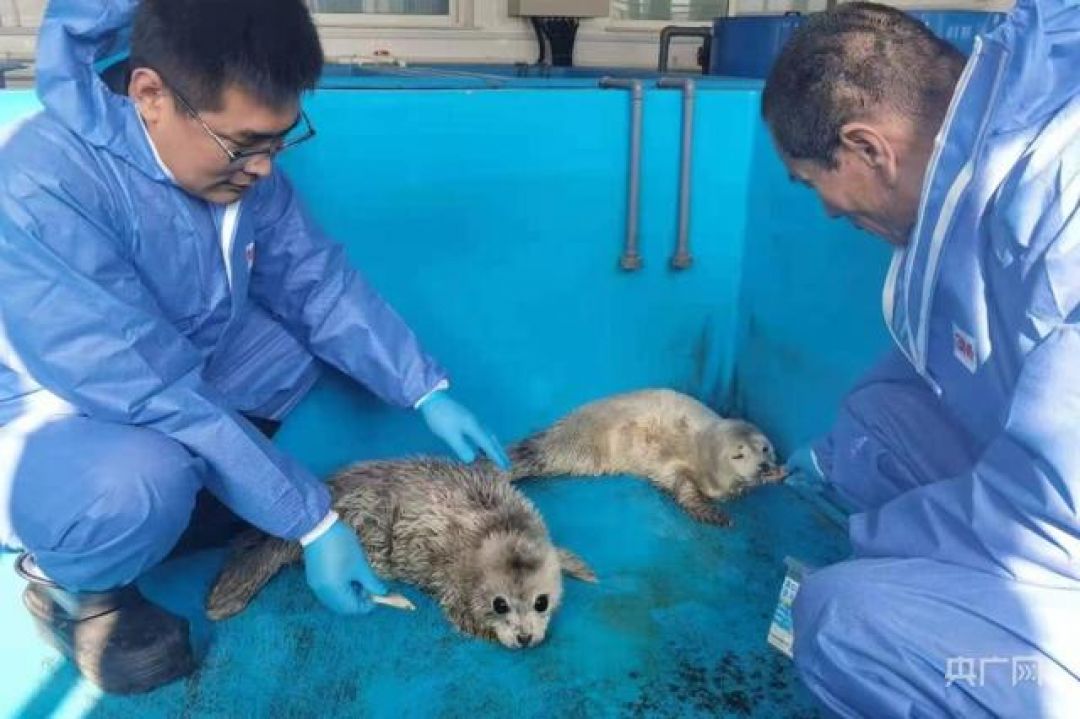 Hari Laut, Dalian Lepas 2 Bayi Anjing Laut-Image-1