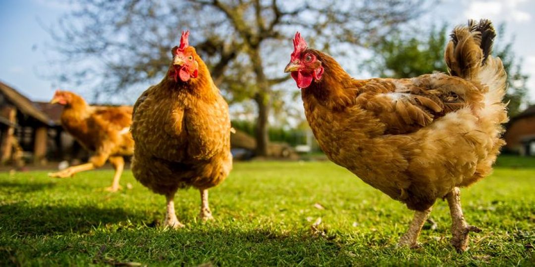 Shio 11 November 2021: Ayam, Jangan Abaikan Kesehatan-Image-1
