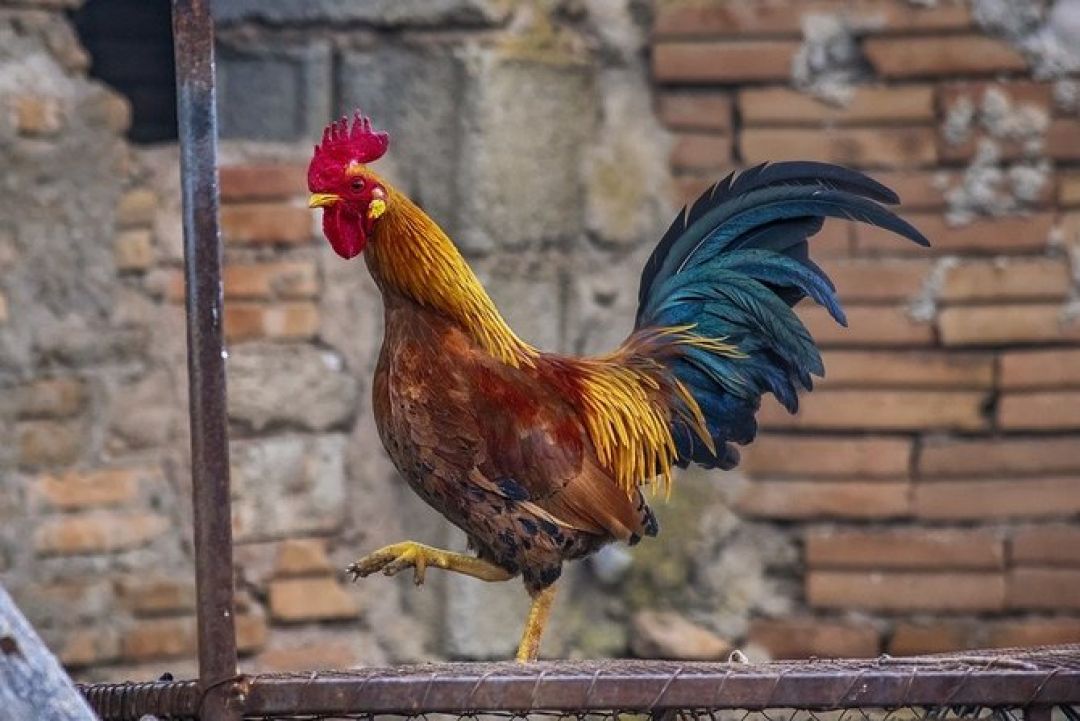 Ramalan Shio: 27 Maret 2022, Shio Ayam Saatnya Mengekspresikan Dirimu-Image-1