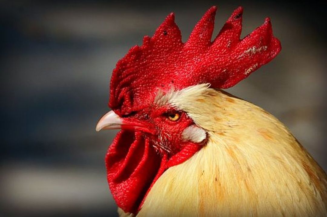 Peruntungan Shio Hari Rabu, 16 Maret 2022: Saatnya Shio Ayam Menuangkan Ide-Image-1