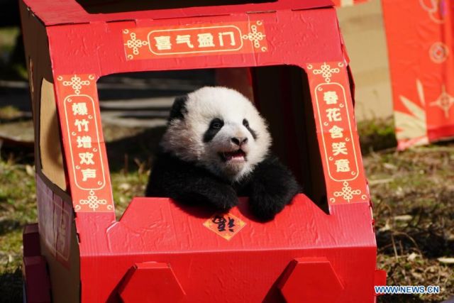 Debut Anak
Panda Tandai Mulainya Musim Semi-Image-1