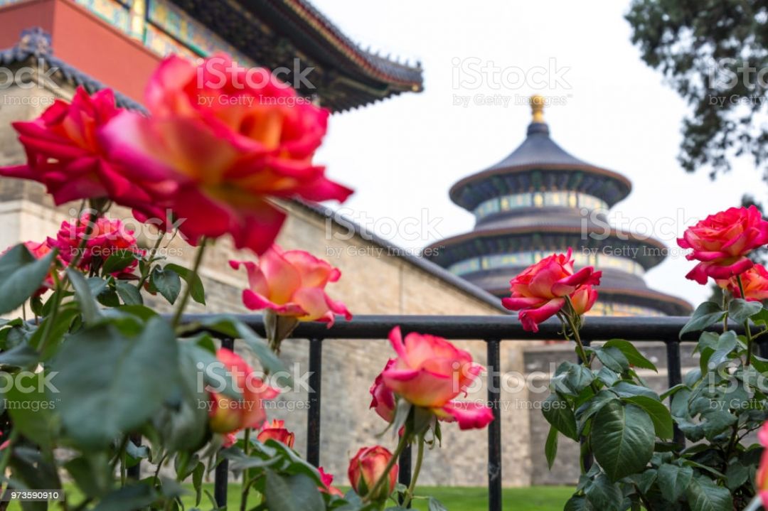 Pameran Foto Bunga di Taman Kuil Surga China-Image-1