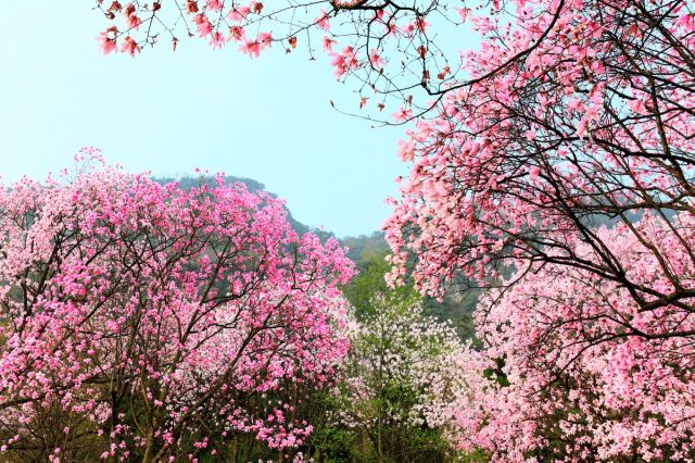 Inilah Aneka Bunga Terindah Dunia di China-Image-1