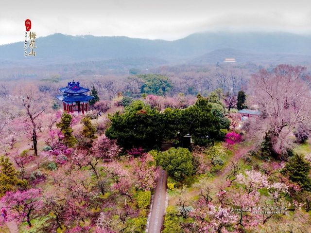 Inilah Aneka Bunga Terindah Dunia di China-Image-5