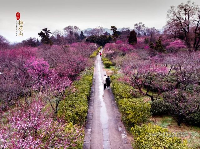 Inilah Aneka Bunga Terindah Dunia di China-Image-6