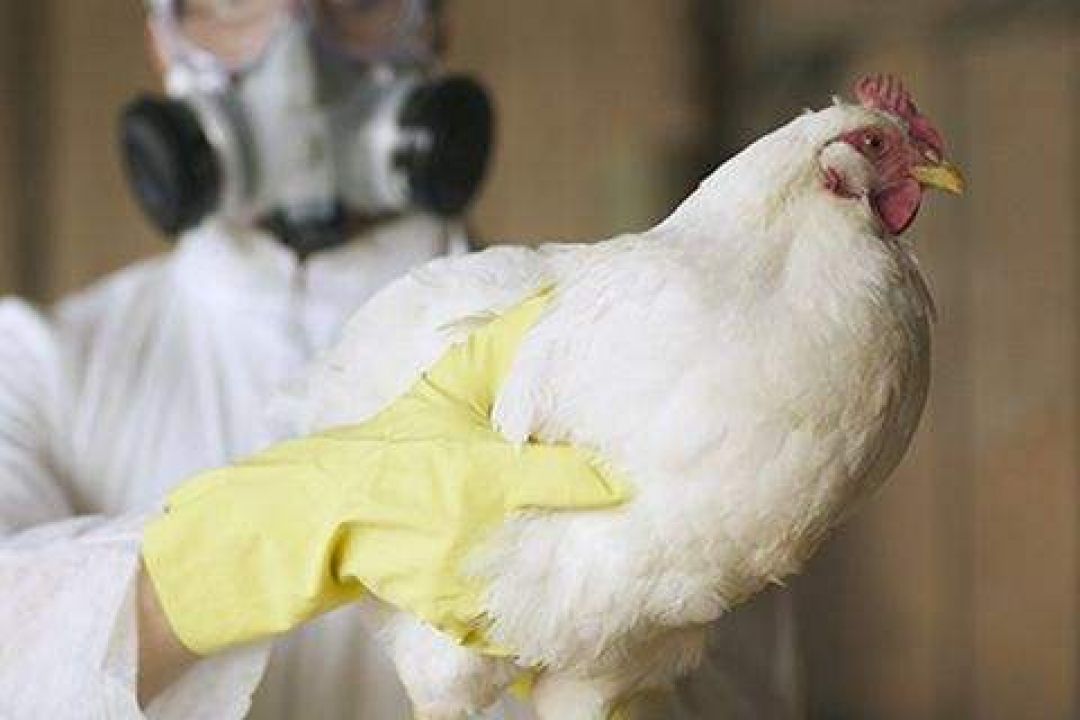 SEJARAH: 2013 Kasus Flu Burung H7N9 Pertama di China-Image-1