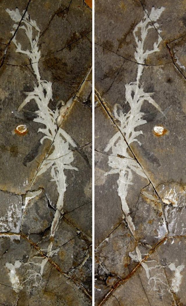 Ahli Paleontologi Temukan Rumput China Ningcheng Berumur 125 Juta Tahun-Image-2