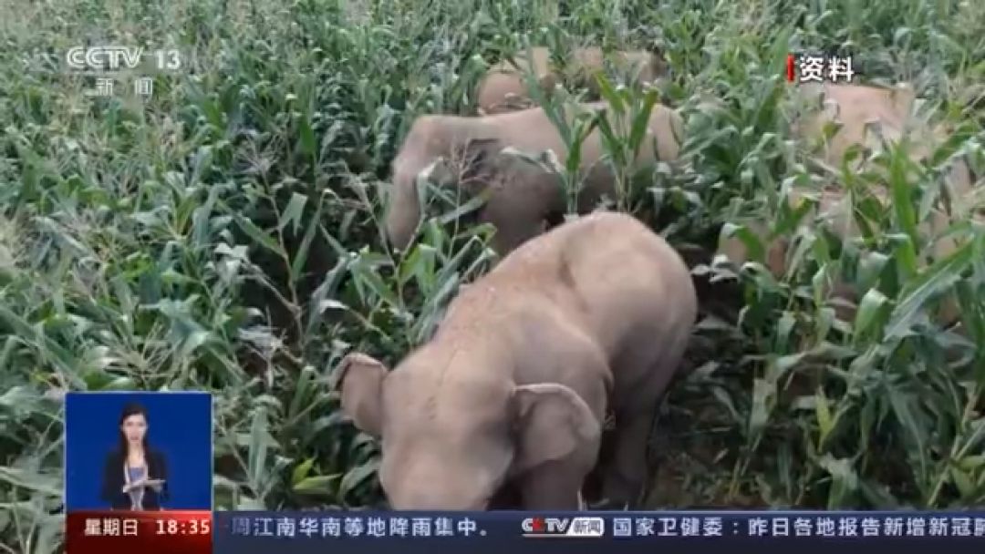 Begini Cara China Menangani Kerugian Akibat Migrasi Gajah-Image-1
