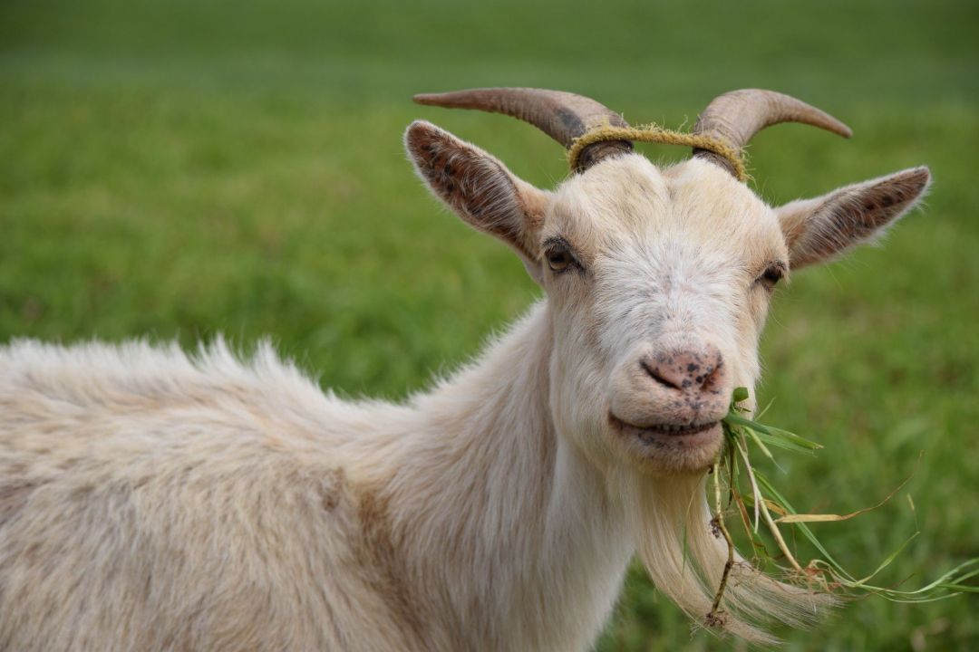 Ramalan Shio Hari Ini, 21 Desember 2021: Jangan Sampai Keraguan Menguasai Kamu, Shio Kambing-Image-1