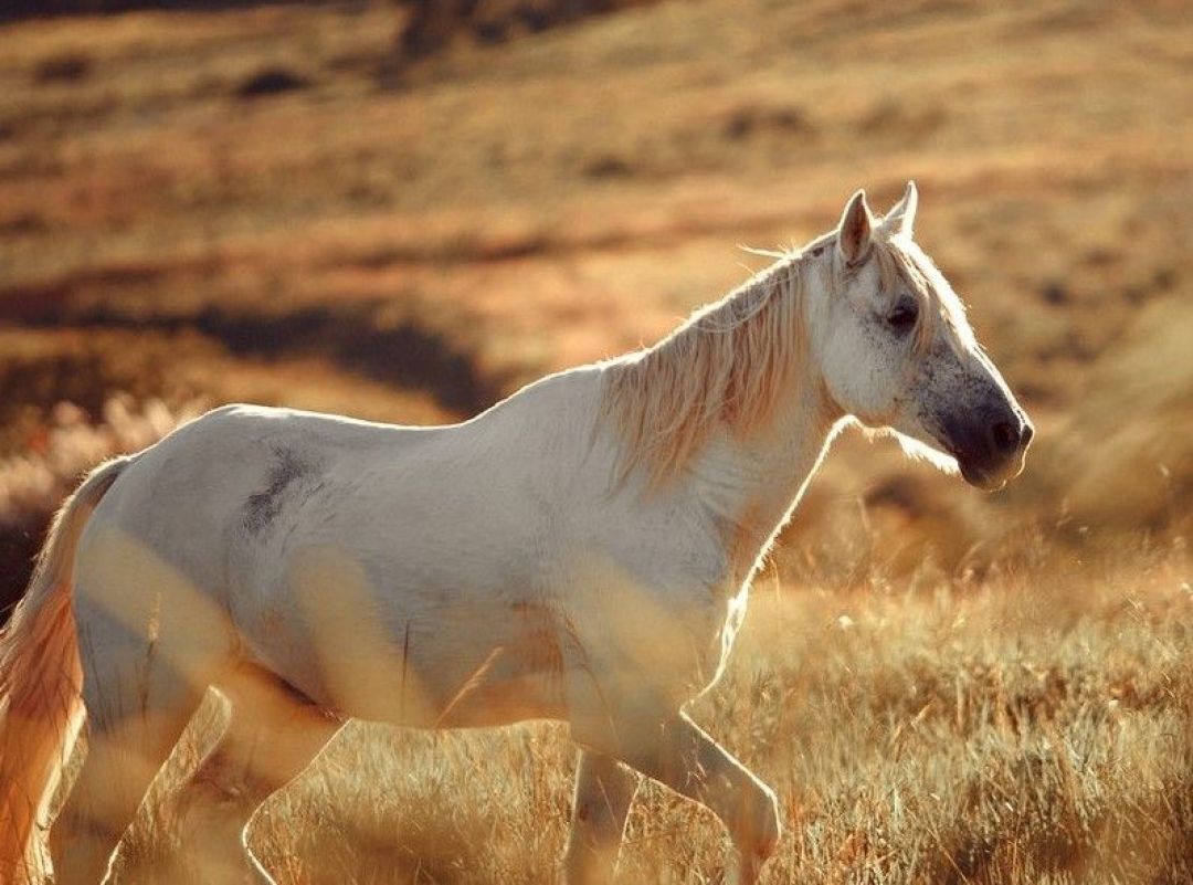 Ramalan Shio: 27 Februari 2022, Shio Kuda Kemauan yang Kuat akan Membantumu-Image-1