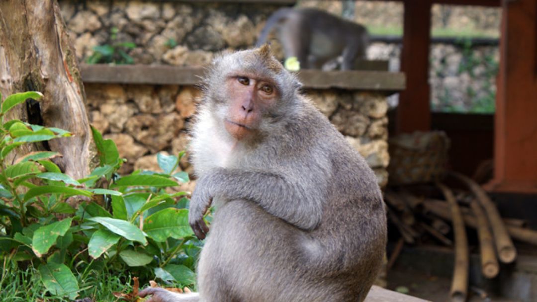 Ramalan Shio: 28 Maret 2022, Shio Monyet Ekspresikan Dirimu Dengan Baik-Image-1