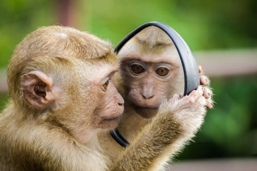 Karakter dan Ramalan Shio Monyet Menurut Jam Lahir-Image-1