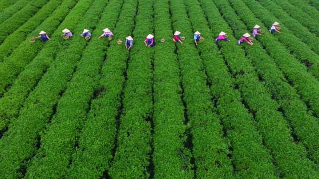 Laporan Prospek Pertanian China Dirilis, Bukti Modernisasi Pertanian dan Pedesaan China-Image-1