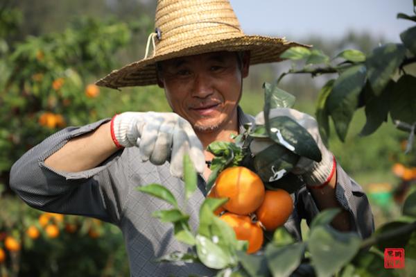 10 Fakta Tentang Jeruk Mandarin, Melambangkan Keberuntungan!-Image-2