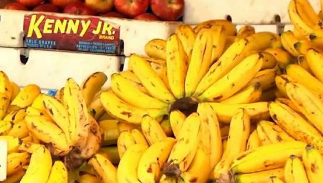 Hasil Riset, Pisang Bakal Punah Setelah Tahun 2050-Image-1