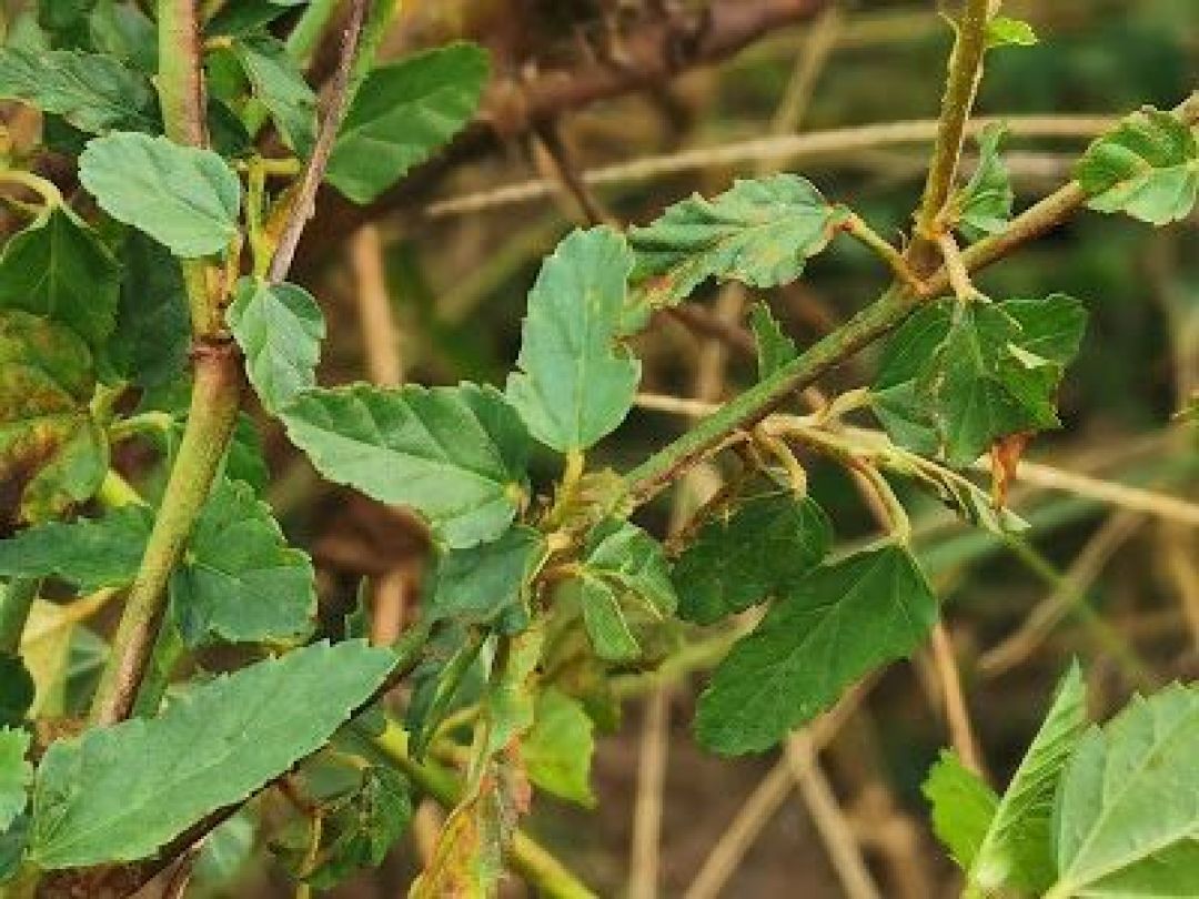 Luka Diabetik pada Kaki, Bolehkan Diobati Herbal?-Image-1