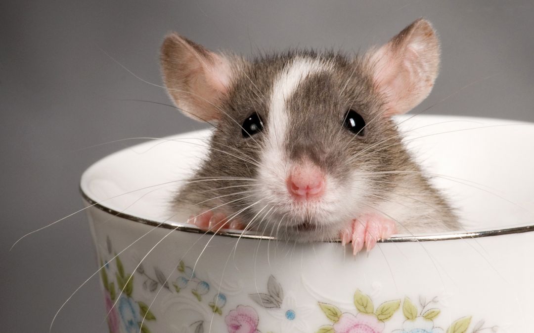 Shio 27 November 2021: Tikus, Jangan Terlalu Bebani Diri-Image-1