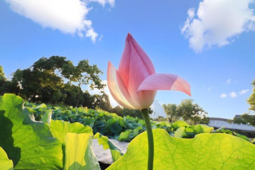 Summer
Solstice (夏至 xià zhì), Begini Perayaannya di China-Image-1