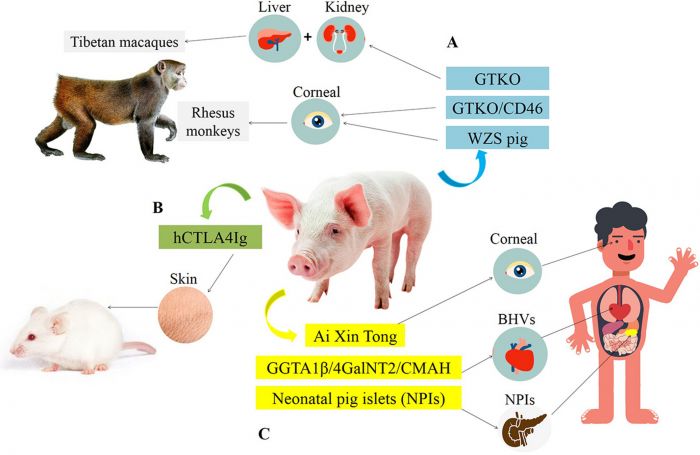 Hebat! Tiongkok Berhasil Transplantasikan Babi pada Monyet-Image-1