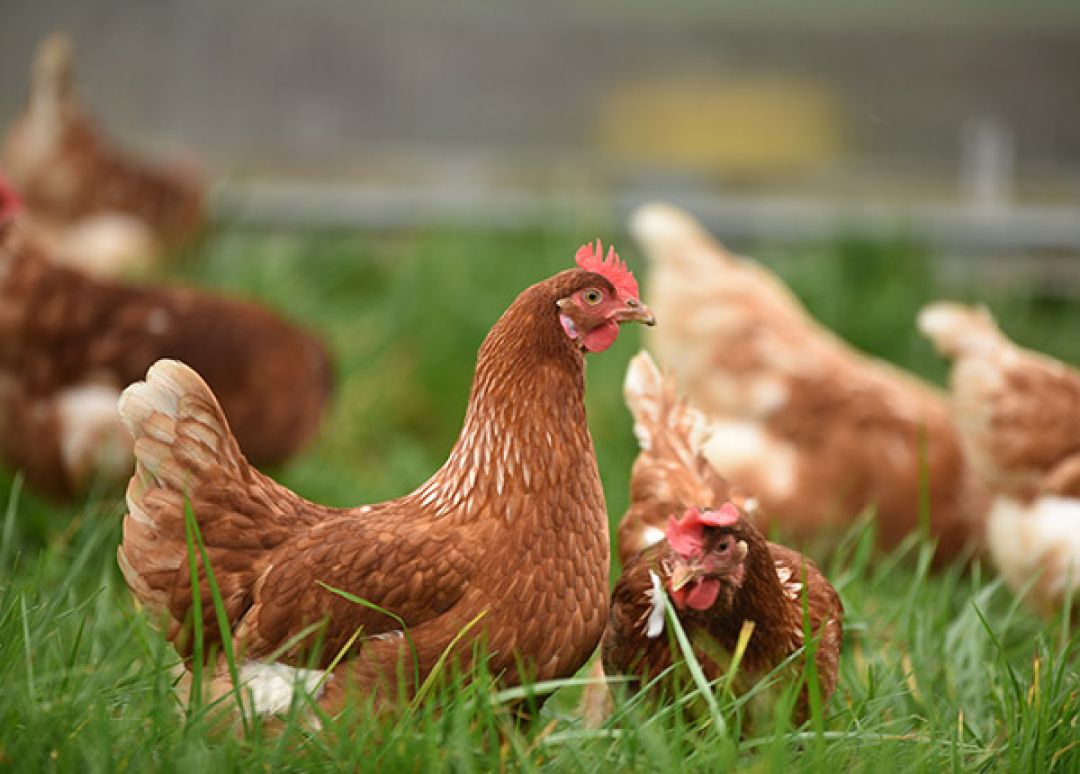 Ramalan Harian Shio Senin, 4 April 2022: Jangan Tunda Pekerjaanmu Shio Ayam-Image-1