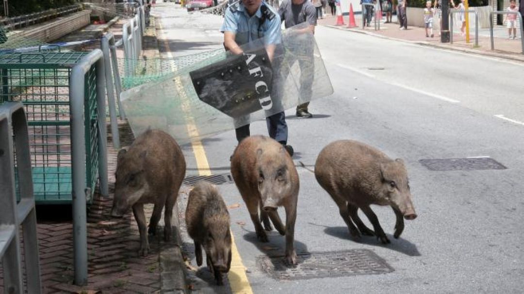 Babi Hutan Masuk Kota Hong Kong, Warga Diserang-Image-1